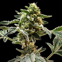 Sherbanger Feminised Seeds