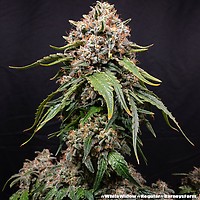 White Widow Regular Seeds