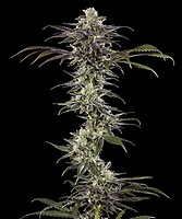 RS11 F1 Feminised Seeds