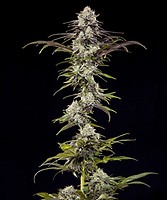 London Pound Cake F1 Feminised Seeds