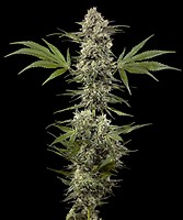 Banana Runtz F1 Feminised Seeds