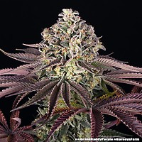 GrandDaddy Purple Feminised Seeds