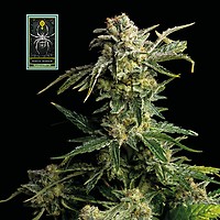 White Widow Feminized Seeds