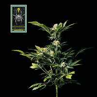 White Widow Feminized Seeds – alternate view