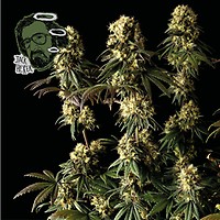 Jack Herer Feminized Seeds – alternate view