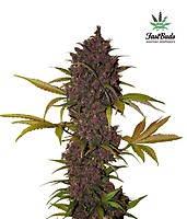 LSD-25 Auto Feminised Seeds