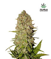 Pineapple Express Auto Feminised Seeds