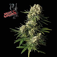 Bruce Banger Feminized Seeds