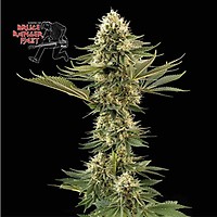 Bruce Banger Fast Feminized Seeds