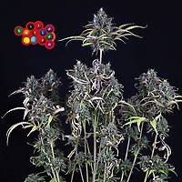 バクバクファクトリーページ　Tangie Zkittlez X Tangie Power Feminized Seeds - ELITE STRAIN