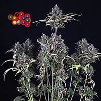 Zkittlez Auto Feminized Seeds