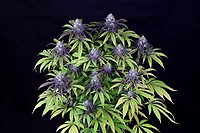 Peyote Wi-Fi CBD 2:1 Feminized Seeds