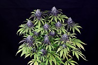 Peyote Wi-Fi CBD 2:1 Feminized Seeds