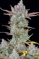Gorilla Cookies Auto Feminised Seeds