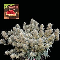 Strawberry Cheesecake Auto Feminized Seeds