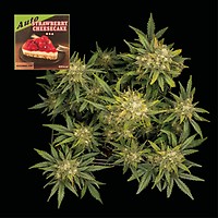 Strawberry Cheesecake Auto Feminized Seeds – alternate view