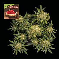 Strawberry Cheesecake Auto Feminized Seeds – alternate view
