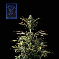 Blue Dream Feminized Seeds – alternate view