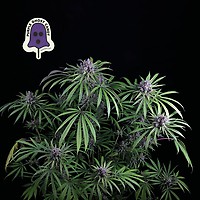 Purple Ghost Candy Feminized Seeds