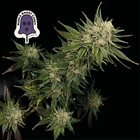 Purple Ghost Candy Feminized Seeds – alternate view
