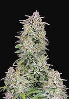 Forbidden Runtz Auto Feminised Seeds