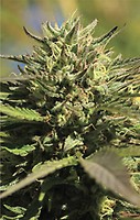 OG Kush Feminised Seeds