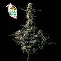 Cali Critical Mass Feminized Seeds – alternate view