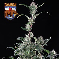 Alaskan Bananaberry Auto Feminized Seeds