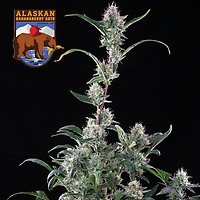 Alaskan Bananaberry Auto Feminized Seeds