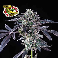 Banana Jealousy Feminized Seeds – alternate view