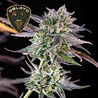 Gelato 41 BX Feminized Seeds – alternate view