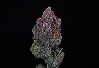 Green Apple Candy Feminised Seeds