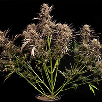 Garlic Muffin F1 Auto Feminized Seeds – alternate view