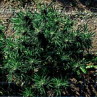 Cherry Punch F1 Feminized Seeds – alternate view