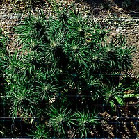 Cherry Punch F1 Feminized Seeds – alternate view