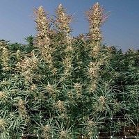 Purple Oreoz F1 Feminized Seeds – alternate view
