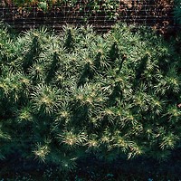 Tangerine Snow F1 Fast Feminized Seeds – alternate view