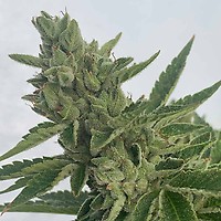 Pineapple OG Auto Feminized Seeds – alternate view