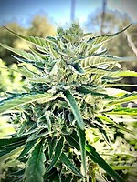 Sour Diesel Auto Feminized Seeds – alternate view