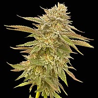 Tangie Feminised Seeds | Buy RQS sativa seeds from Seedsman
