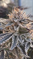 Alaskan Do-Si-Dos Feminized Seeds – alternate view