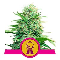 Pink Runtz Feminised Seeds