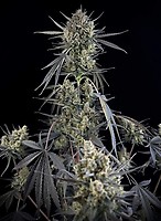 Pound Cake Auto Feminised Seeds