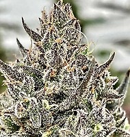 Cheetah the Hut Feminised Seeds