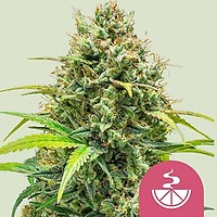 Lemon Skunk Feminised Seeds