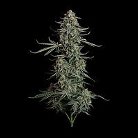 Tangie Feminised Seeds | Buy RQS sativa seeds from Seedsman