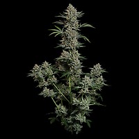 Gelato 41 BX Auto Feminized Seeds – alternate view