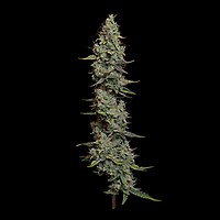 Wedding Cake Auto Feminized Seeds