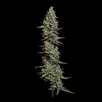 Wedding Cake Auto Feminized Seeds