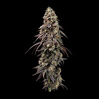 Jealousy Fast Feminized Seeds